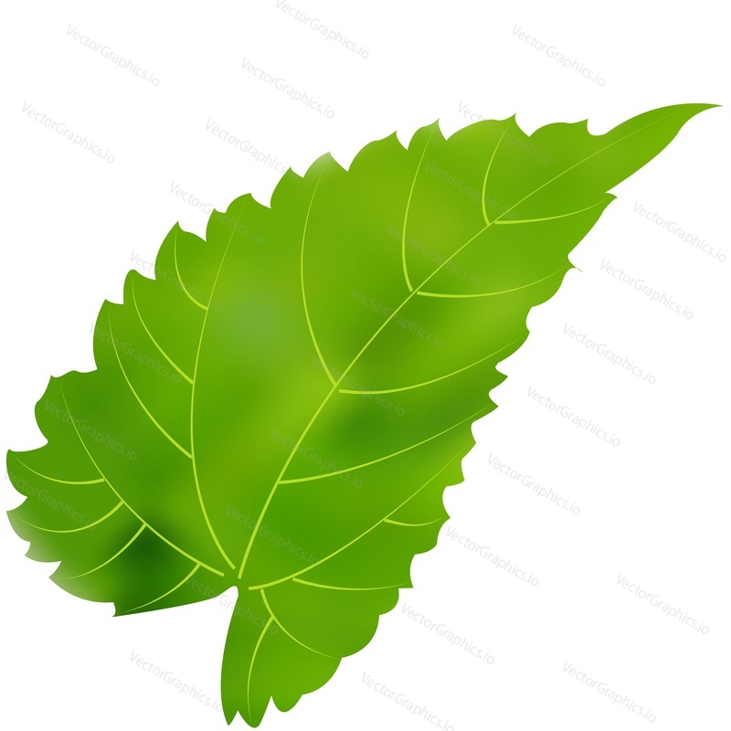 Hop leaf vector. Beer plant