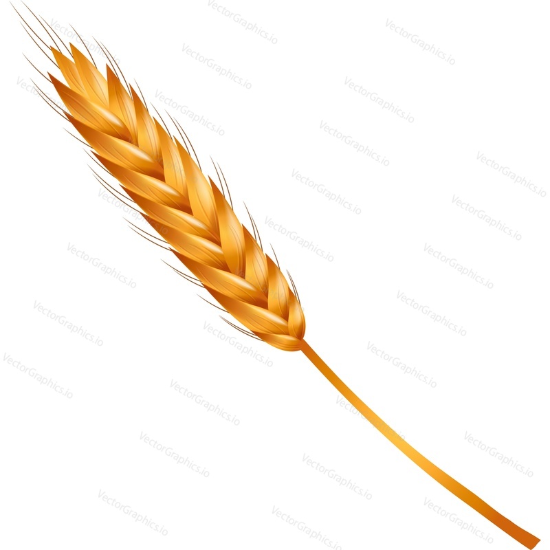 Wheat ear spikelet with grain vector icon. Golden barley, rye or oat cereal stalk isolated on white background. Bakery, brewery or farm logo