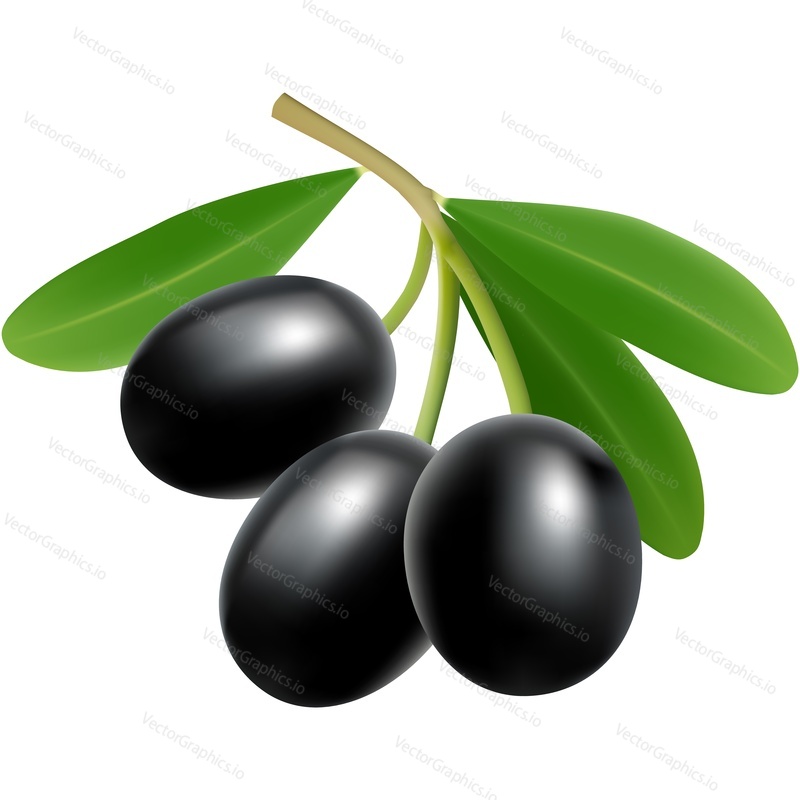 Black olive branch vector icon. Greek ripe food snack. Plant twig with berry isolated on white background