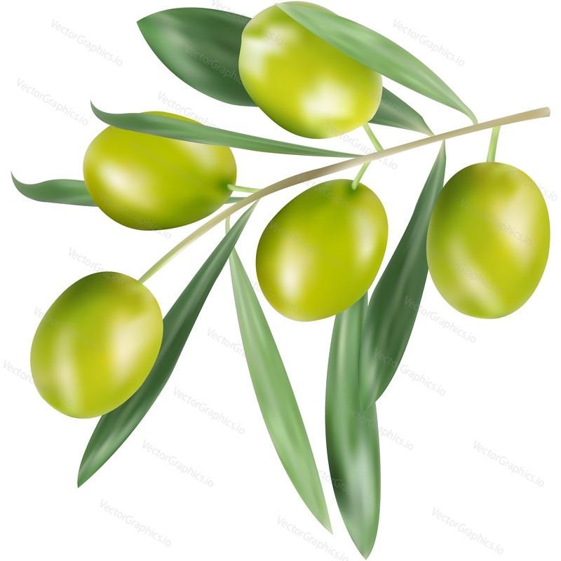 Olive tree branch vector icon. Organic food advertisement design element isolated on white background