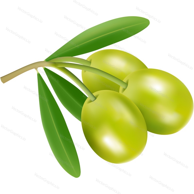 Green olive branch vector icon.. Plant twig with berry isolated on white background. Oil or food snack package design element