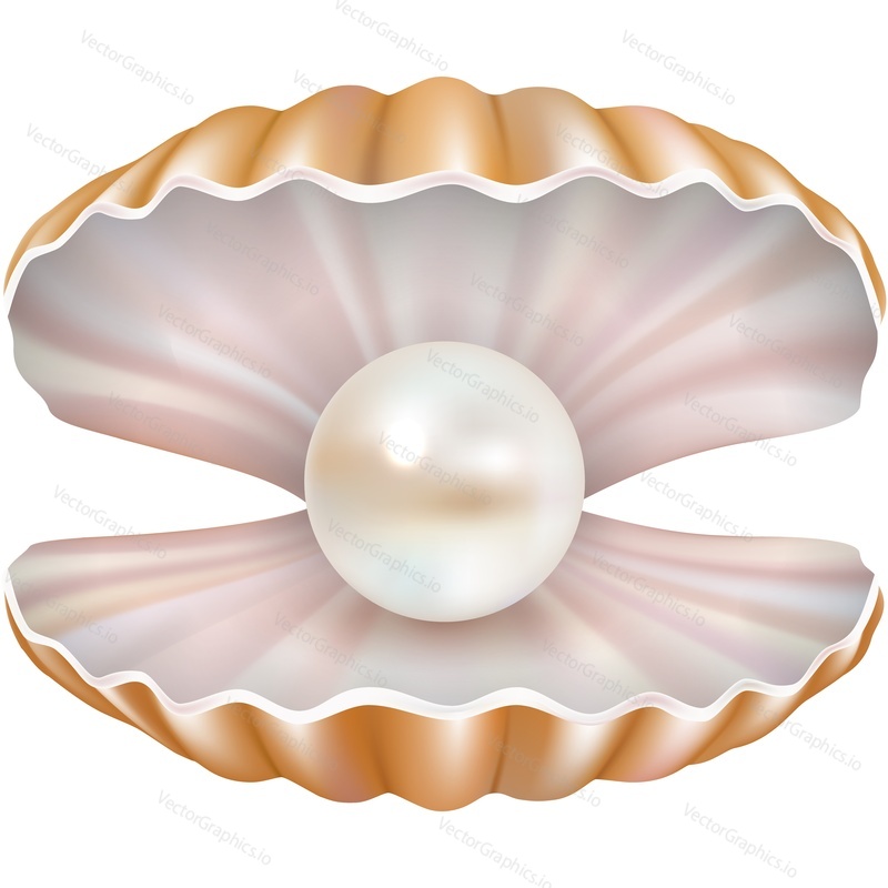 Opened pearl sea shell vector icon isolated on white background. Shellfish mollusk. Marine jewelry