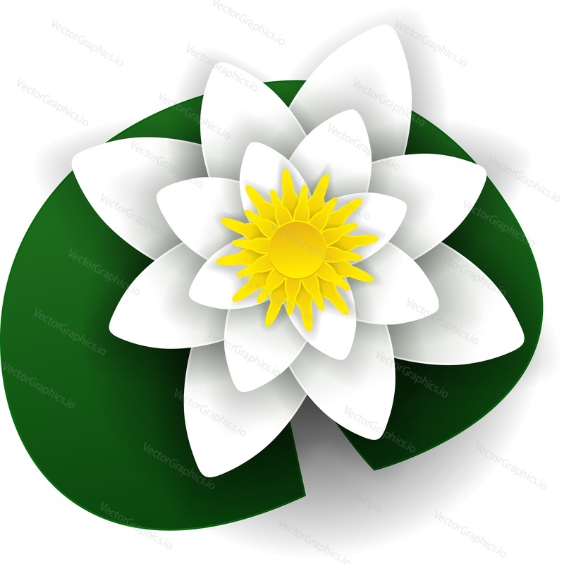 Water lily river flower vector. Pond flora icon. Wetland plant isolated on white background