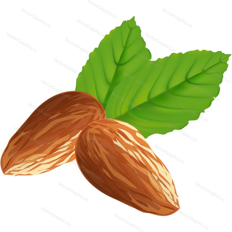 Almond nut with leaves realistic vector icon. 3d design element isolated on white background