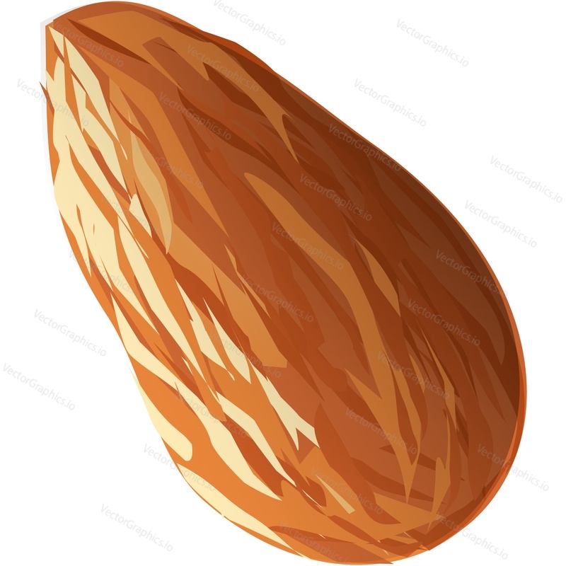 Almond seed realistic vector icon. Nut isolated on white background. Natural vegetarian snack