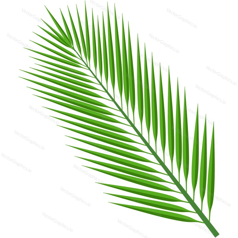 Coconut leaf vector 3d icon. Green coco palm tree foliage isolated on white background. Exotic jungle leaves design element