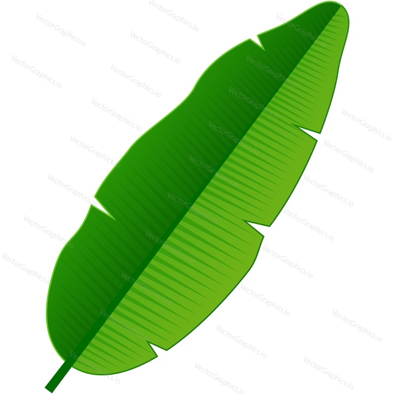 Banana leaf vector 3d icon. Green palm tree foliage isolated on white background. Exotic jungle leaves design element