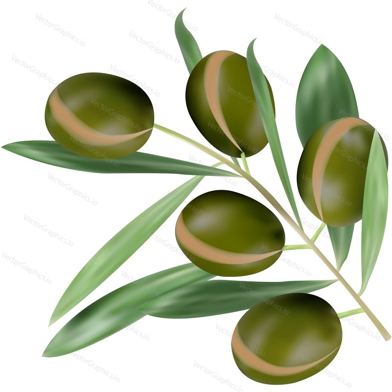 Argan branch realistic vector icon. Argania plant isolated on white background. Bio organic cosmetic or herbal spa product design element