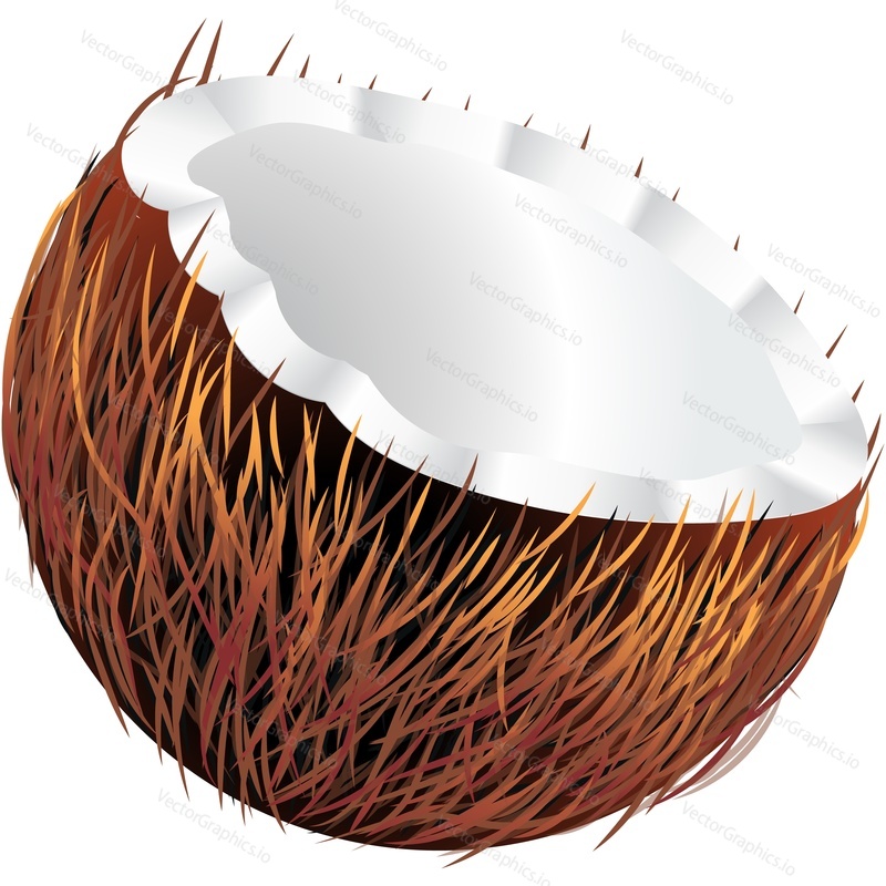 Coconut realistic vector icon. Cracked coco shell isolated on white background. Exotic nut