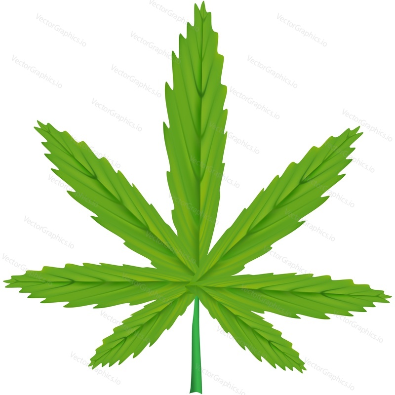 Cannabis leaf vector. Marijuana, hemp weed icon. Medical plant symbol isolated on white background