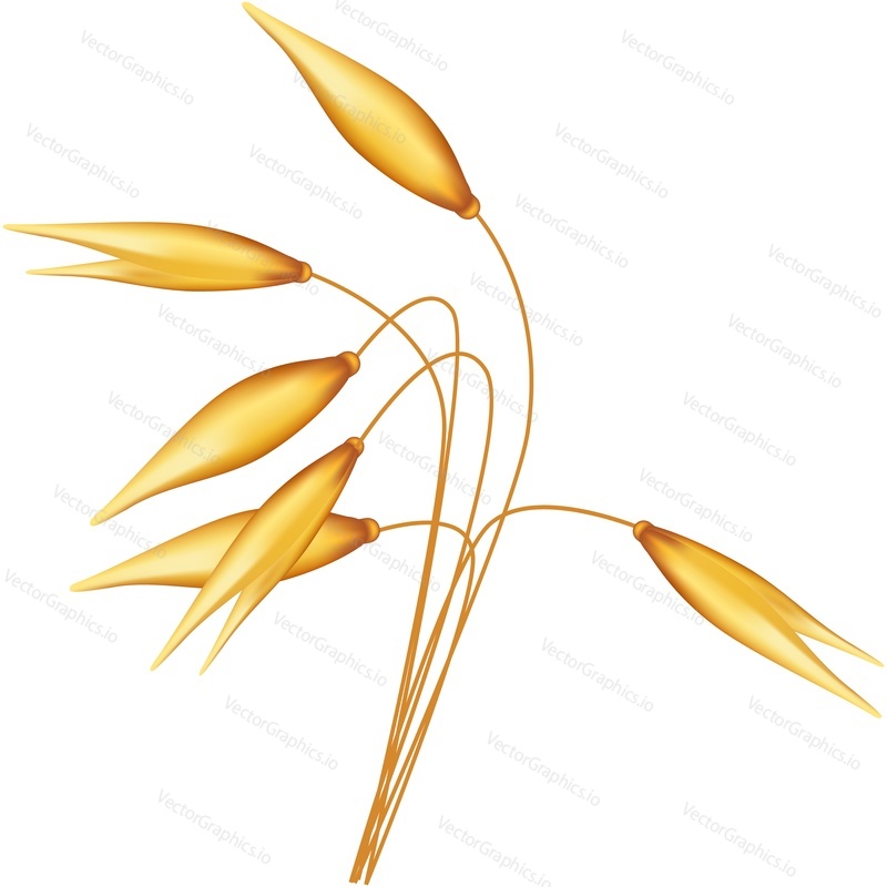 Oat spikelets vector. Cereal icon. Rye grain ear spike bunch isolated on white background. Farm and agriculture concept