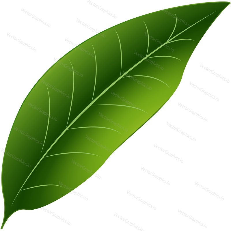 Green plant leaf vector. Eco icon. Organic, nature or ecology symbol isolated on white background