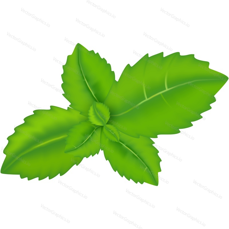 Peppermint leaves vector icon. Spearmint leaf fresh plant isolated on white background. Tea herbal product brand design realistic element