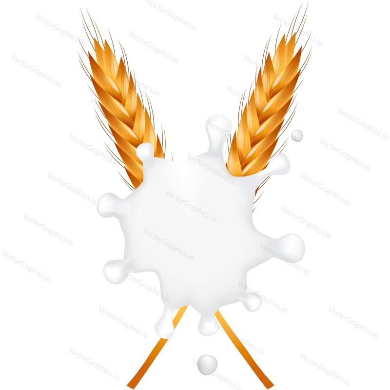 Wheat ears or barley cereals in milk splash vector icon. Realistic organic vegetarian food packaging design element isolated on white background