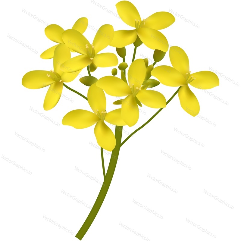 Mustard flower vector, rapeseed oil plant icon. Floral blossom stem isolated on white background