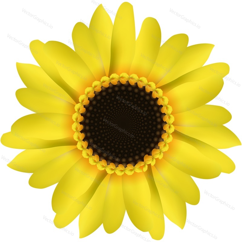 Vector sunflower realistic icon. Summer flower, oil plant isolated on white background