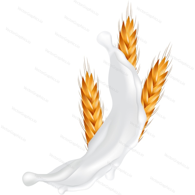 Spikelets of wheat and splashing milk vector icon. Realistic organic vegetarian food packaging design element isolated on white background