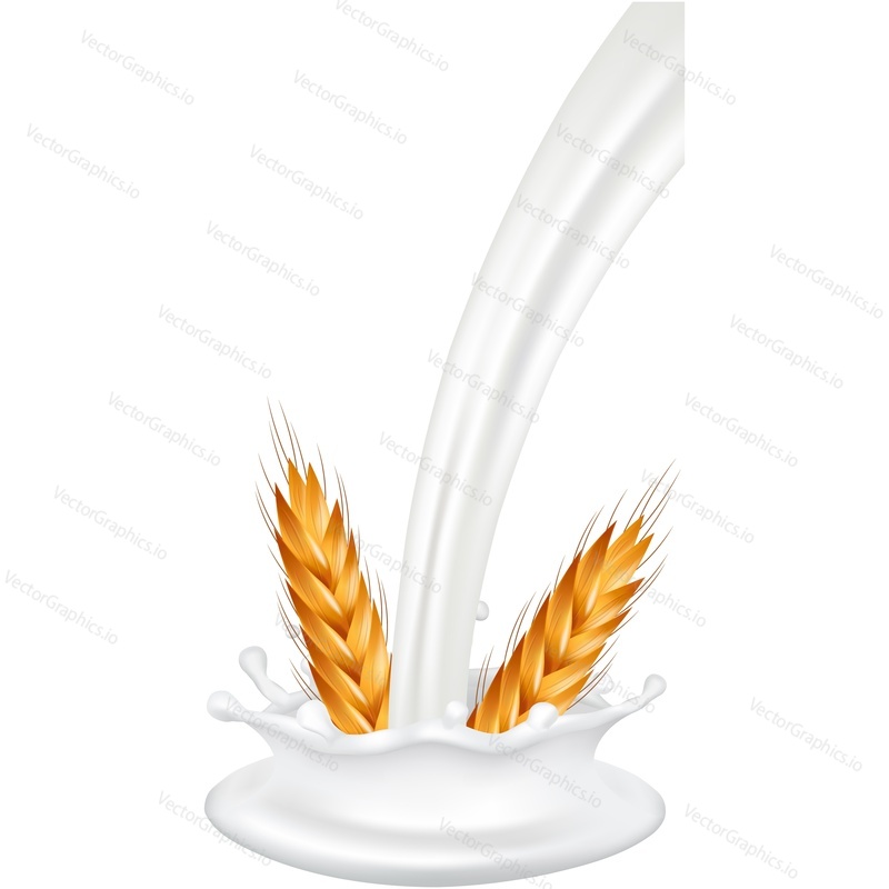 Pouring milk and wheat ear spikelets vector icon. Realistic organic vegetarian food or fresh eco drink packaging design element isolated on white background