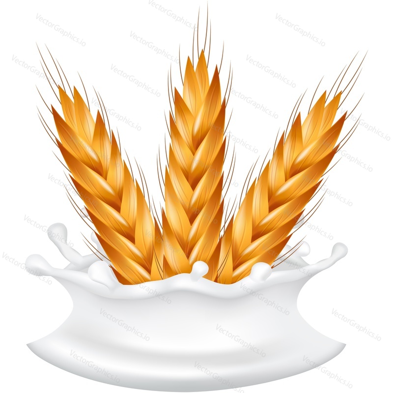 Wheat ear in flowing milk splash vector icon. Realistic organic vegetarian food packaging design element isolated on white background