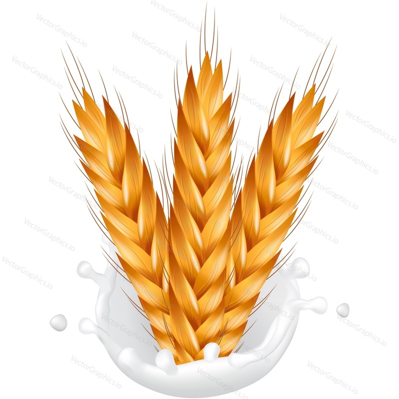 Milk splash and wheat spikelet cereal vector icon. Realistic organic vegetarian food or fresh eco drink packaging design element isolated on white background