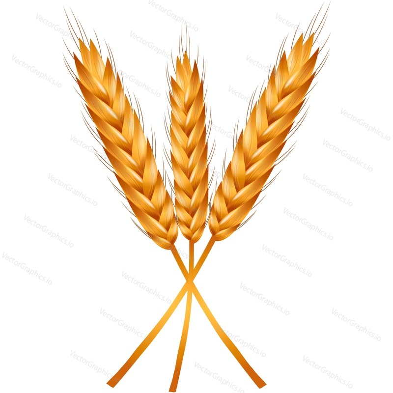 Wheat ear vector. Barley spikelet