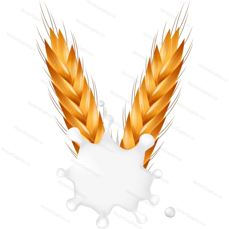 Wheat spikelets falling into milk vector icon. Realistic organic vegetarian food packaging design element isolated on white background